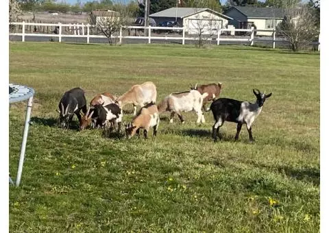 Young female Goats for sale - 100$ each